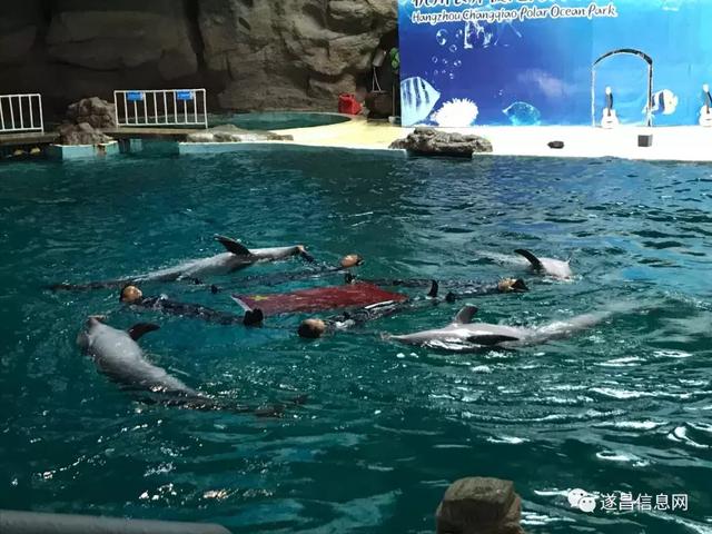 杭州长乔极地海洋公园，杭州长乔极地海洋公园亲子游（杭州海底世界的“老朋友”还好吗）