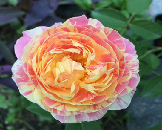 适合阳台养的小型月季哪个品种好，月季品种那么多