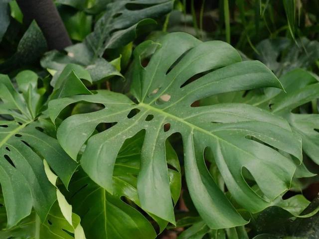 观叶植物的室内摆放，家里盆栽摆放有讲究