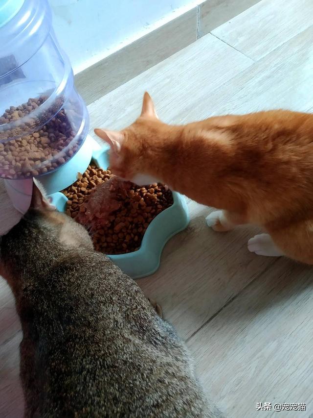 美短猫真的好养吗，养到的人都很幸运