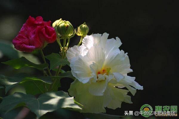 芙蓉花一般几月开花，但你知道人们为啥喊它“照水芙蓉”吗