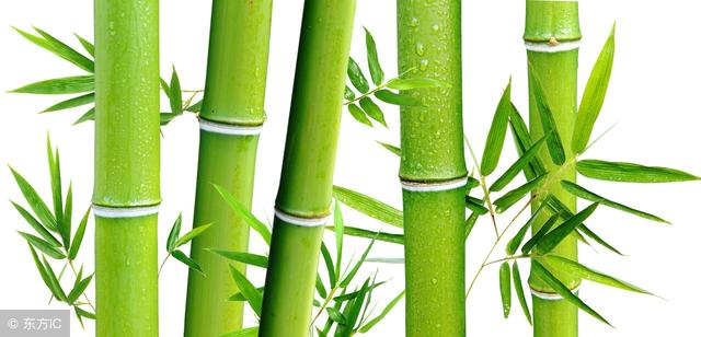 梅兰竹菊四君子，关于梅兰竹菊四大君子的有关资料（为什么梅兰竹菊能被尊称为四君子）