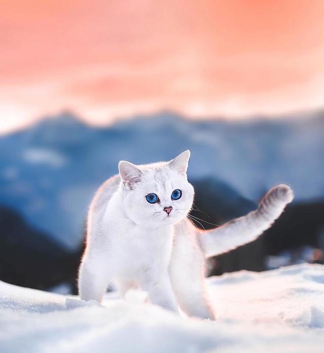 怎么改善猫咪口臭，猫咪口臭原因有哪些
