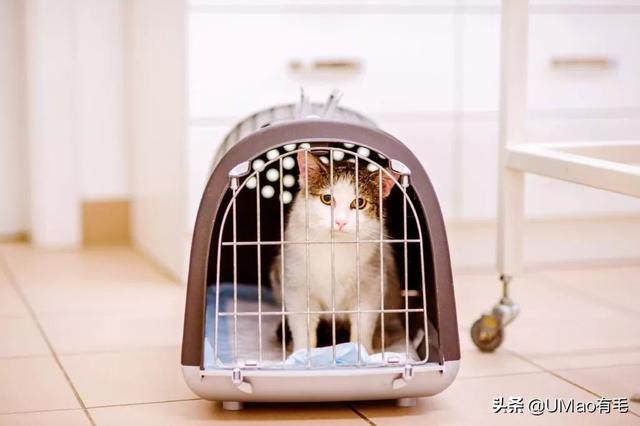 飞机托运猫咪流程，需要办理什么手续