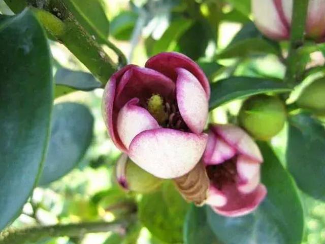 比香水还好闻的5种花，这4种香香花