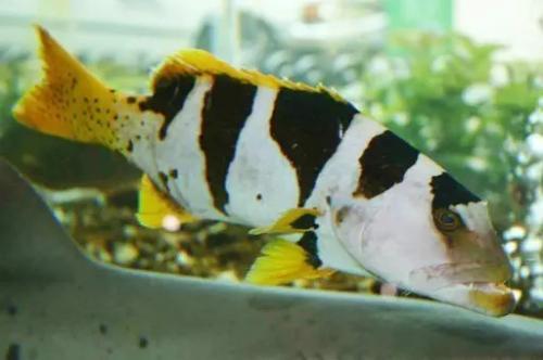 鱼中贵族石斑鱼，野生的顶级石斑鱼