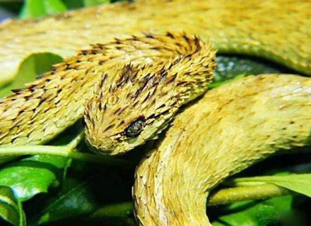 世界上最吓人的蛇，8个世界最吓人的蛇