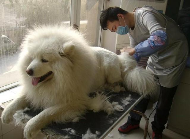 狗可以吃盐吗，狗不能吃盐这句话并无科学依据