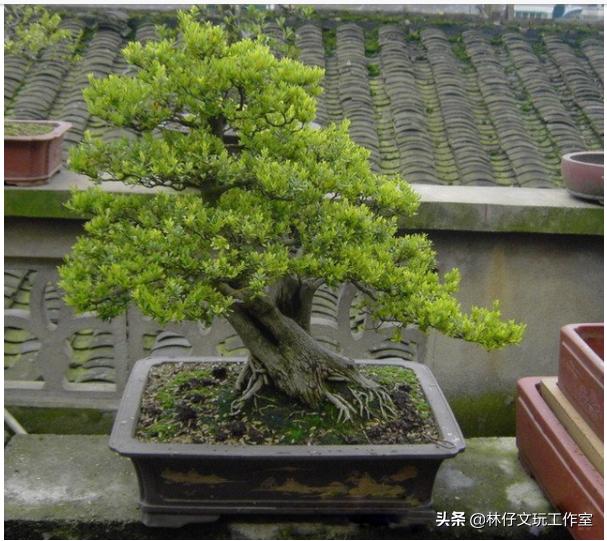 黄杨木盆景好处，黄杨木不仅是木雕良材