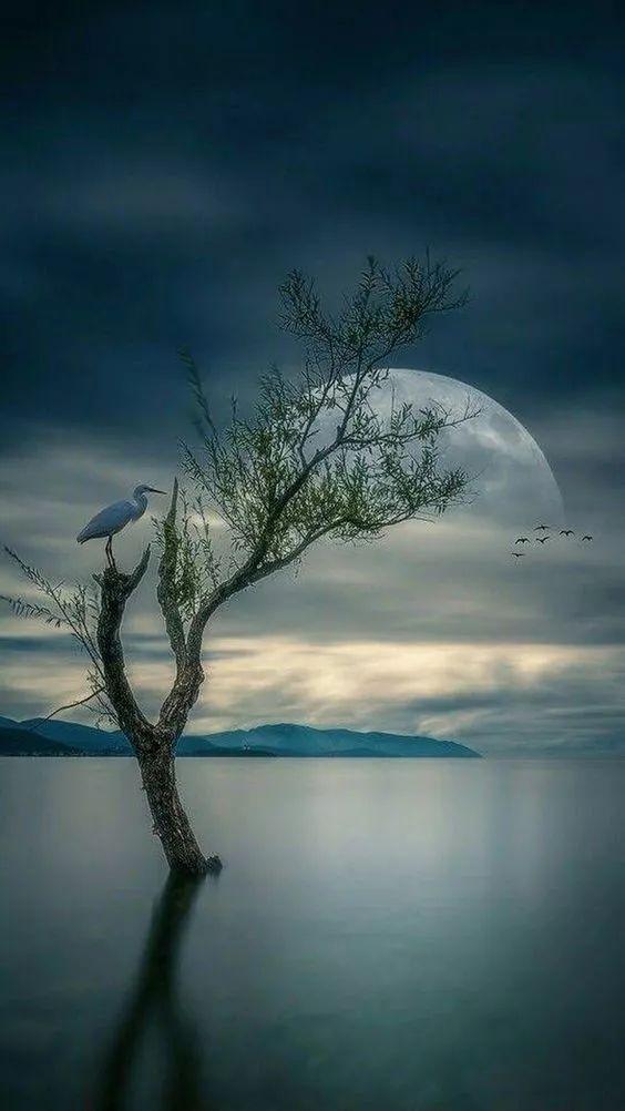 老树长新芽枯木又开花，枯木逢春老树开花