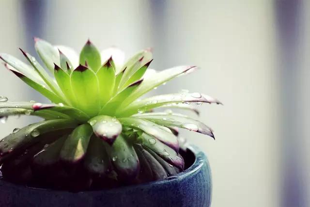 观音莲怎么繁殖，观音莲的繁殖养护（早春养观音莲）