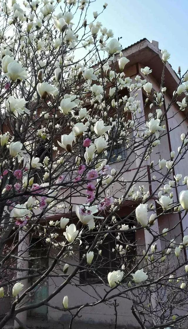 院子里种什么树可以招财进宝，5种树是院子里的