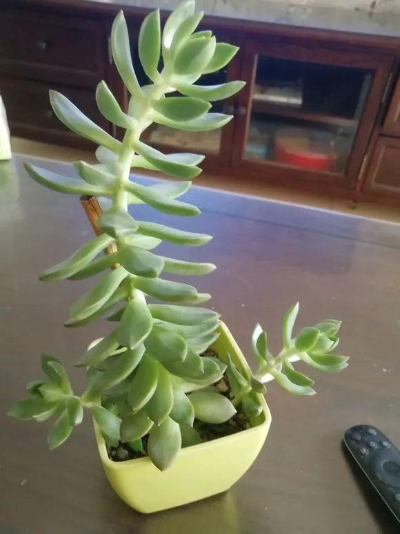 养着省心颜值高又爱长爆盆的多肉，这些多肉大普货