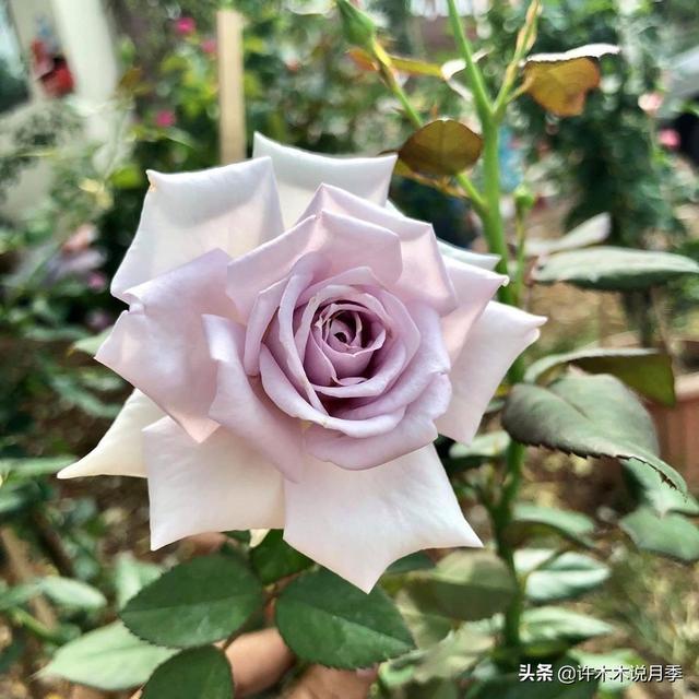 花色鲜艳又浓香的月季品种，浓香四溢的6款月季
