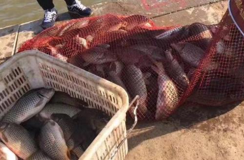 实测野钓鲤鱼配方，野钓鲤鱼经典配方