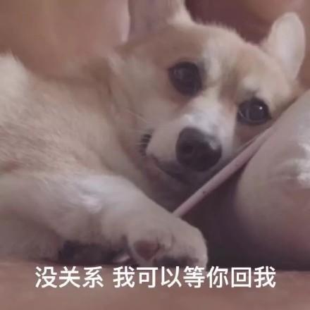 狗狗和猫的表情包，表情包：小猫小狗的表情包