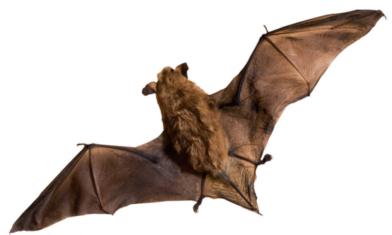 关于蝙蝠的科普故事，有关蝙蝠的知识