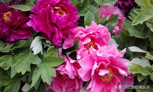 咸阳春天旅游景点大全，一天清明假期，去哪游玩