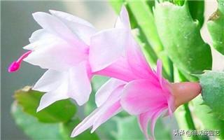蟹爪莲是怎么养的，蟹爪兰怎么养