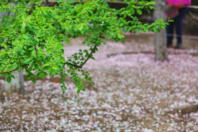 杏花开的时节去赏花，又是一年杏花开