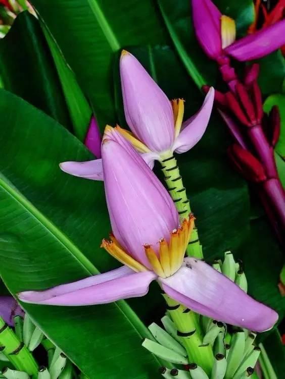 能吃的树花有几种，看到10种花别说不认识