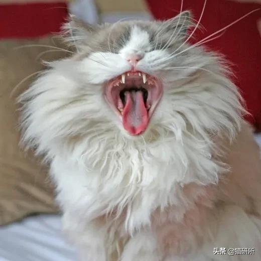 猫咪最喜欢听到的叫声，听说猫咪能发出100多种叫声