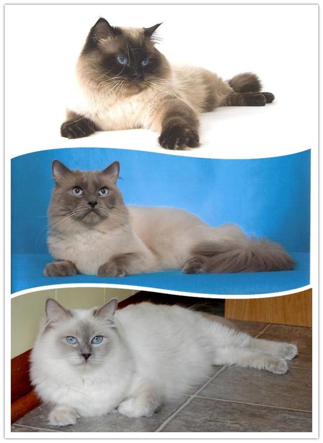 布偶猫的重点花色是有什么特点，布偶猫花色傻傻分不清楚