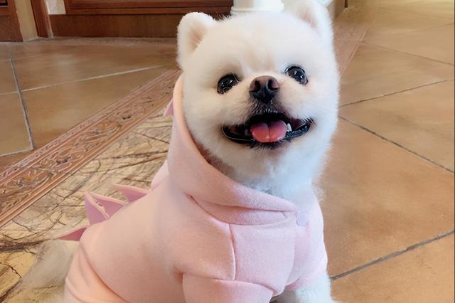 博美犬的优缺点，博美犬的优缺点及性格（博美优缺点：花2分钟看完）
