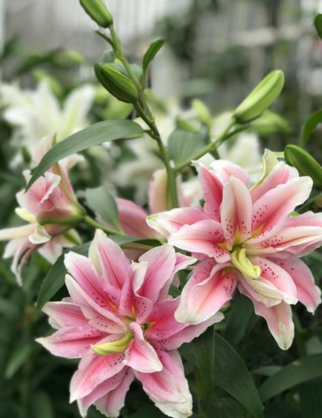 百合花要怎么养才开花好看，百合花花期这样养