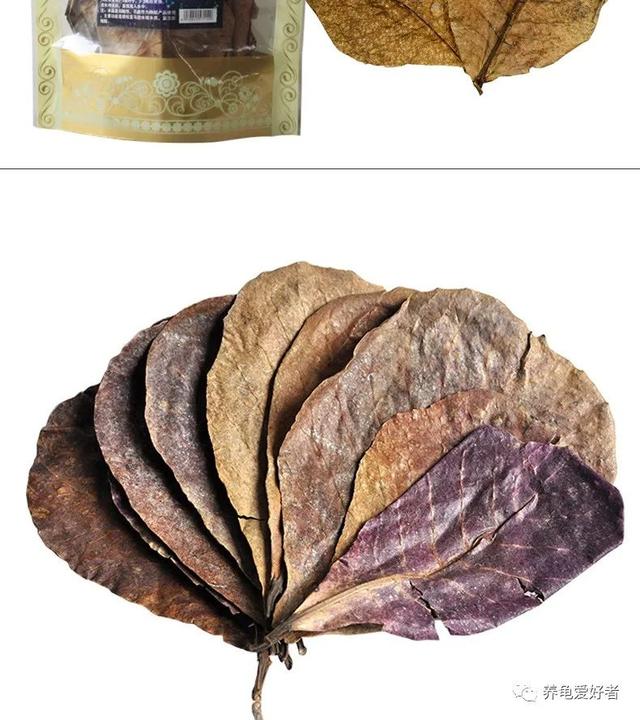 养龟的绿水要怎么培养，养殖户是如何培育绿水的