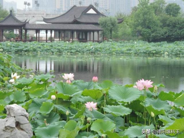 德阳周边春天赏花的地方，寻觅德阳周边最美