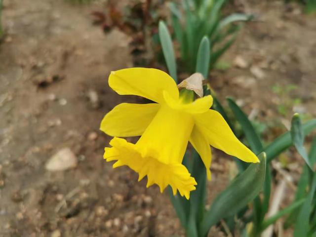 清明适合赏花的地方，纷纷春雨过后是最美人间四月天
