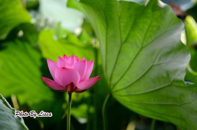 新鲜的莲子有哪些做法，这几款莲子食疗方可以常吃