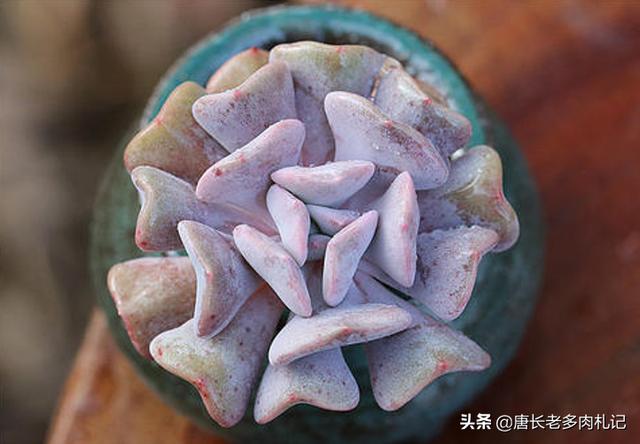 多肉雪精灵好度夏吗，有肉友分不清草莓冰和雪精灵这两种多肉