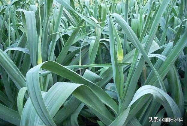磷酸二氢钾是什么肥料，磷酸二氢钾是属于叶面肥吗