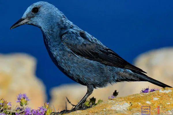 美国国鸟的品种，欧洲各国国鸟大全