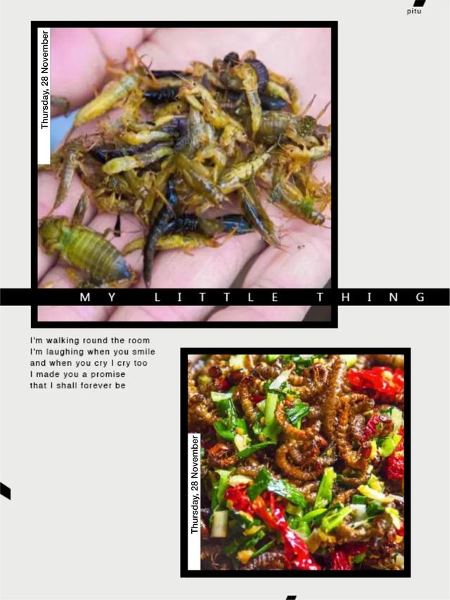 你们吃过虫子吗，你吃过这些虫吗