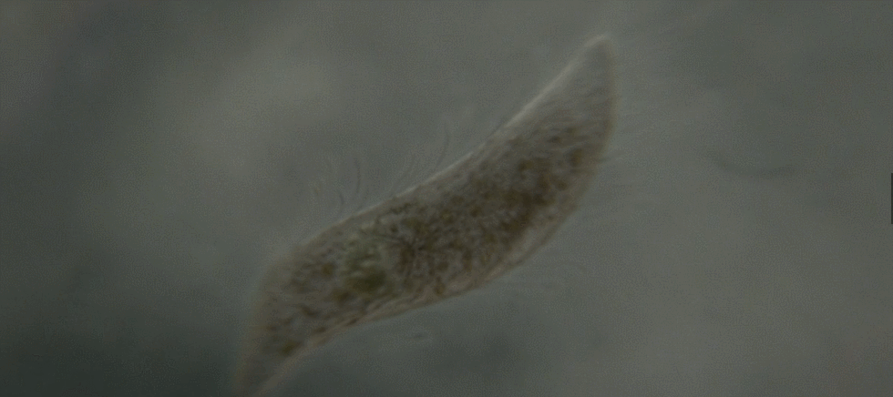 异星觉醒好看吗（异星觉醒里的卡尔文）