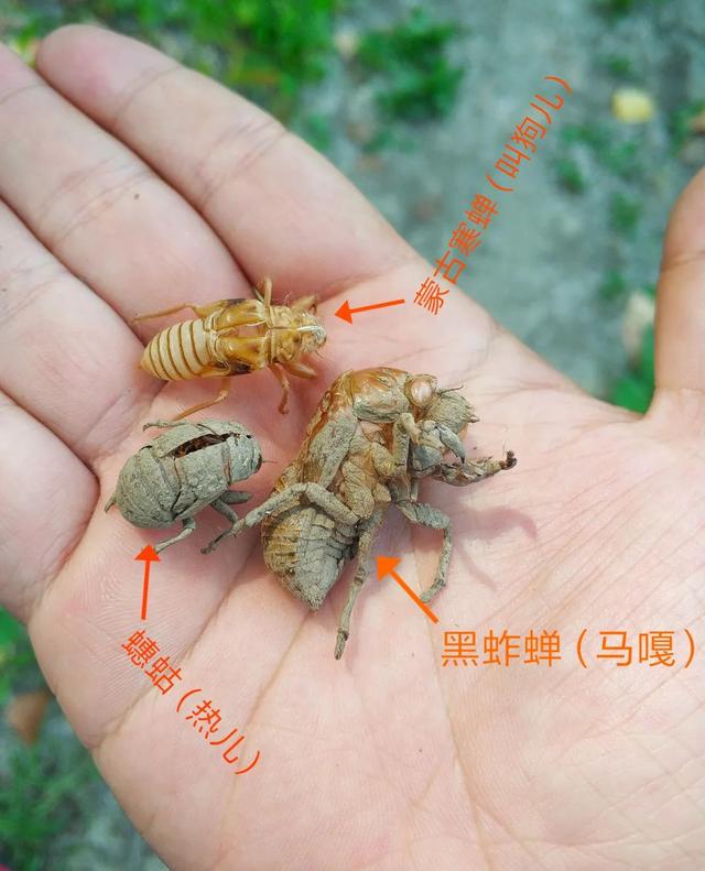 蝉一共有几种种类，青岛当地叫“截流”。主要有三种