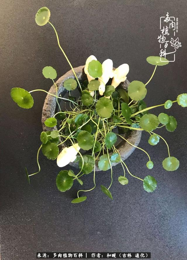 买肉，买肉的正确方法和注意事项