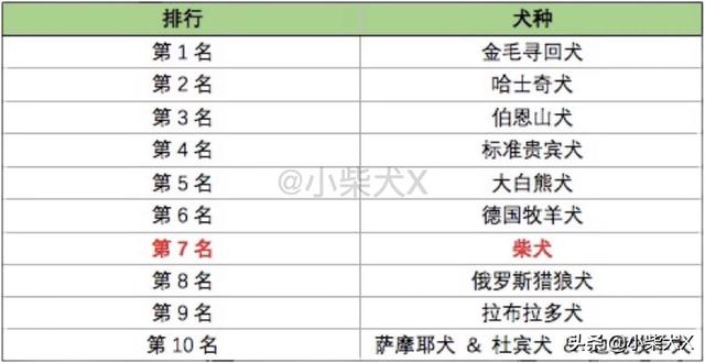日本柴犬的特点，日本柴犬品种推荐（独立干净爱掉毛）