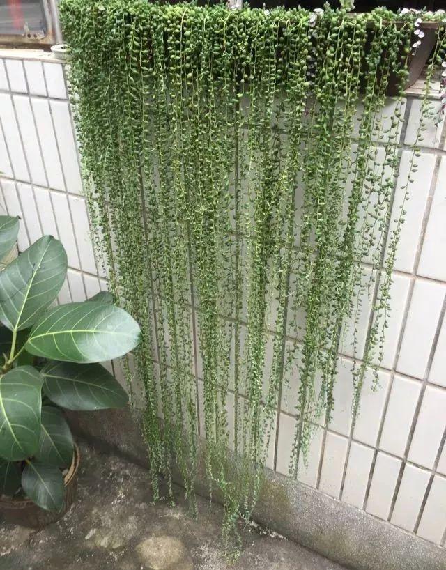 庭院中种什么爬藤花，院子里如果想搭设花廊架