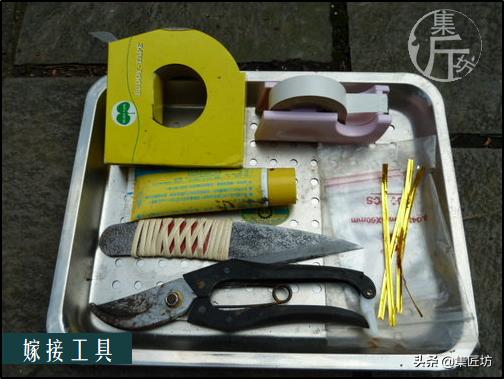 常用的嫁接技术方法，提高嫁接成活率