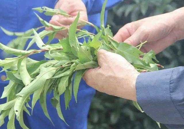 苜蓿草长什么样，水沟边有1种草（野生苜蓿草长什么样）