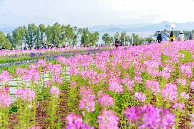 深圳游玩攻略必去的地方免费，7个遛娃好去处全免费