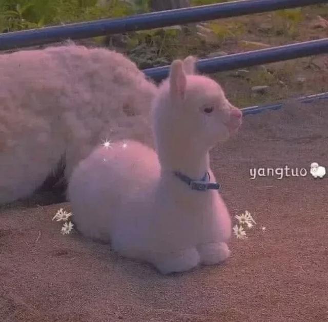 十二星座的幸运色，十二星座的幸运颜色分别是