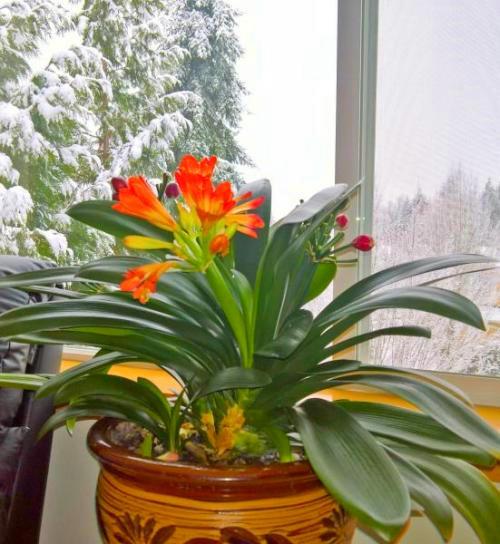 君子兰的花，君子兰一直是热门花