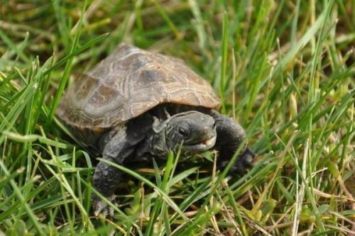乌龟的饲养方法，小乌龟的正确饲养方法（轻轻松松可以搞定）