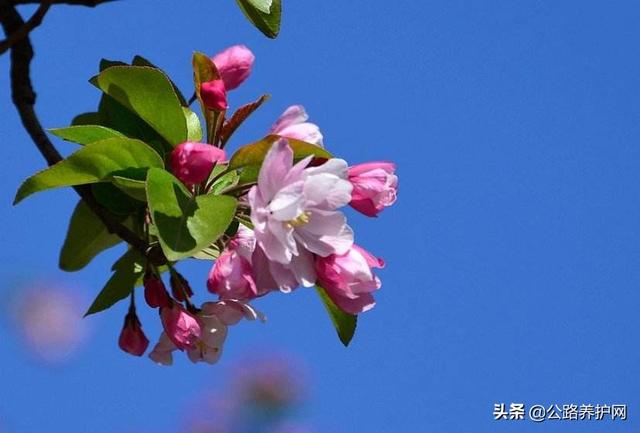 春天的风景画儿童画，创意儿童画教程