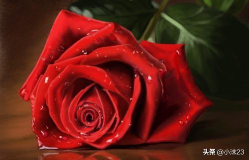 玫瑰花语和寓意，玫瑰花的花语及寓意（解密玫瑰的花语和意义）